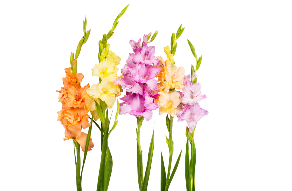 gladiola