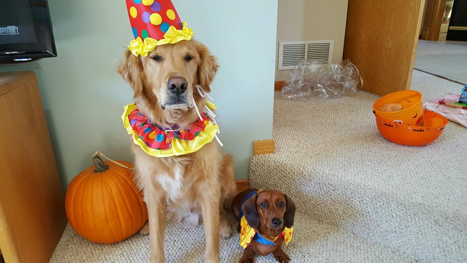 pet costumes