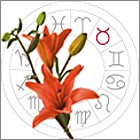 taurus_sm taurus_sm