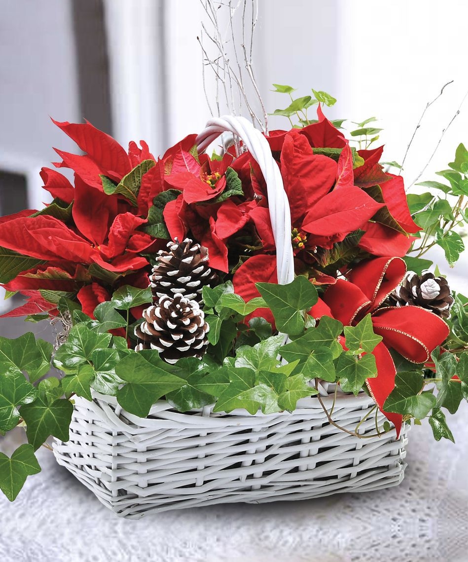 Poinsettia and Ivy