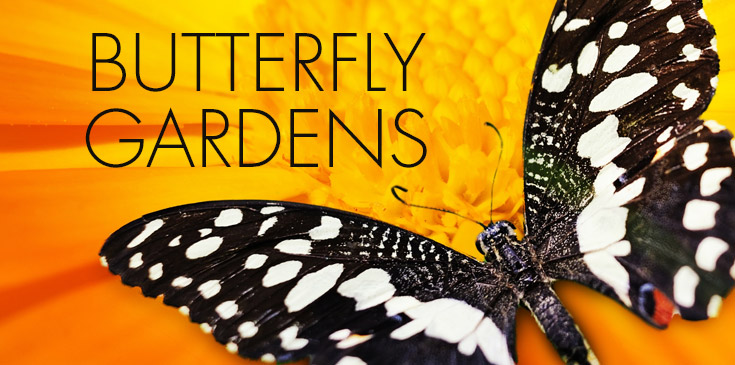 butterfly gardens