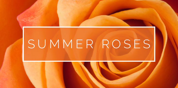 summertime roses