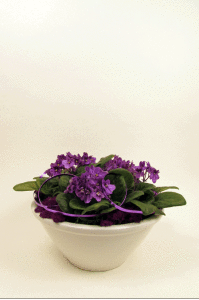 Purple Passion plant