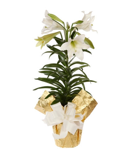 Easter Lily Flowers | Eastern Floral Designs