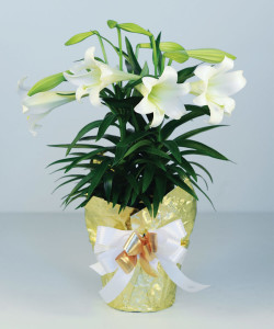 Easter Lily by Eastern Floral