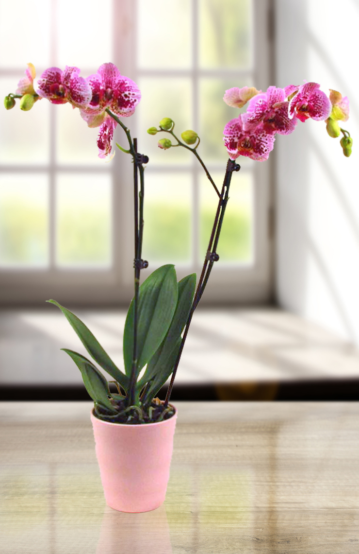 Double Stem Phalaenopsis Orchid Plant from Eastern Floral