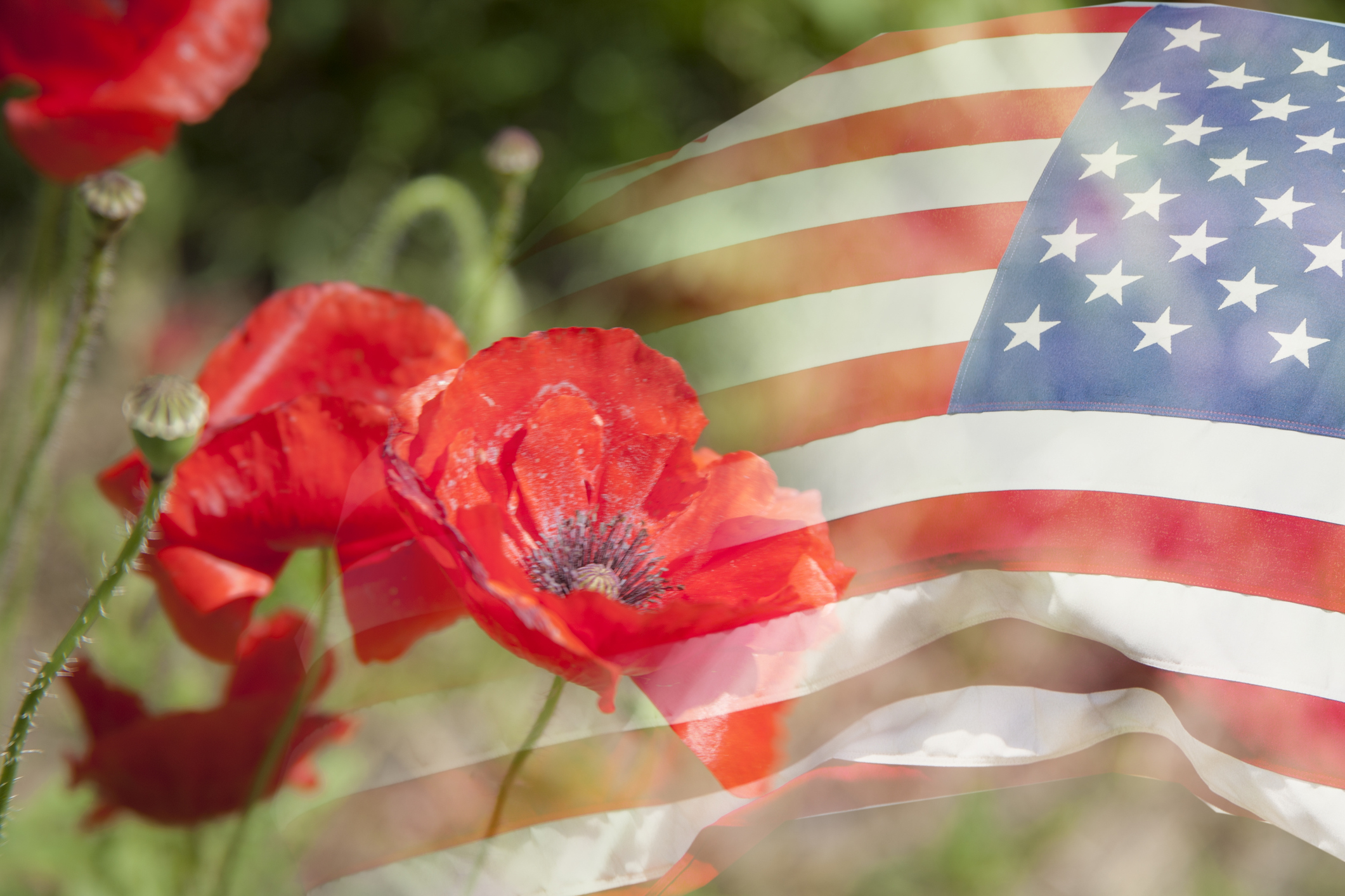 Red Poppies Veterans Day