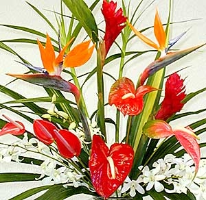 Beautiful Tropical Flowers Delivered To All Of Central Ohio & Nationwide