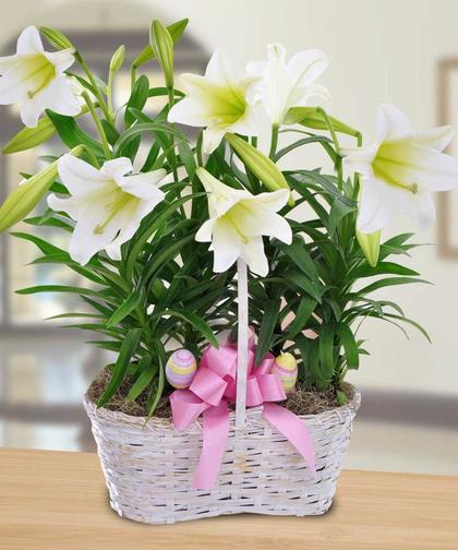 Easter Lily by Conklyn's Flowers