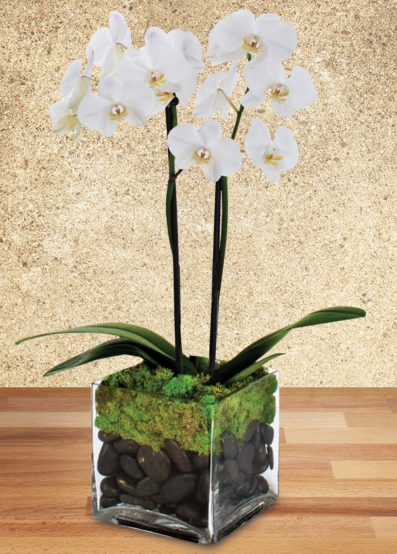 Twin Orchid Plant