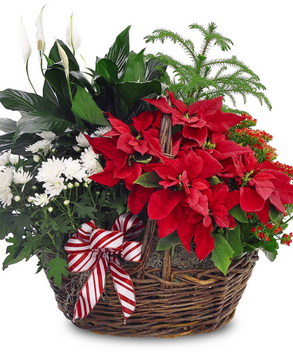 Blooming Poinsettia Basket