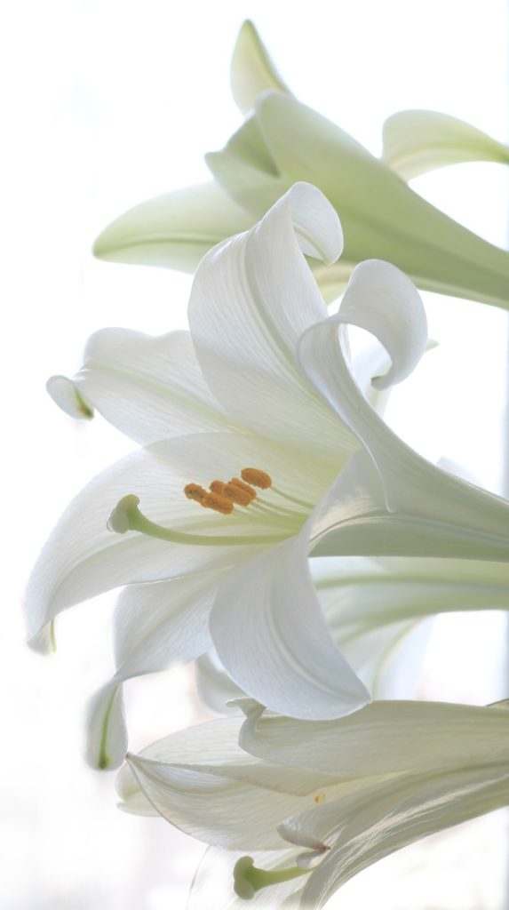 The Easter Lily Capital of the World - Conklyn's Florist