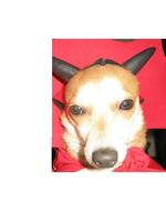 th_Devil_made_me_do_it__091015064003.JPG th_Devil_made_me_do_it__091015064003.JPG
