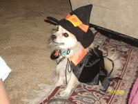 th_my_lil_witchie_witch_091008215929 th_my_lil_witchie_witch_091008215929