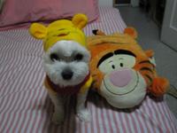 th_Rocky_the_Pooh__091015112610.JPG th_Rocky_the_Pooh__091015112610.JPG