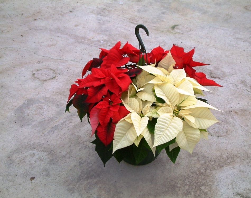 zoom_PoinsettiaBasket101129113410