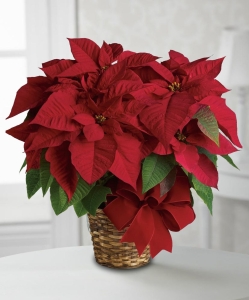 Holiday Poinsettias