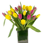 XOXO Tulips