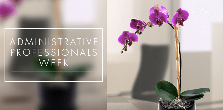 administrative professionals