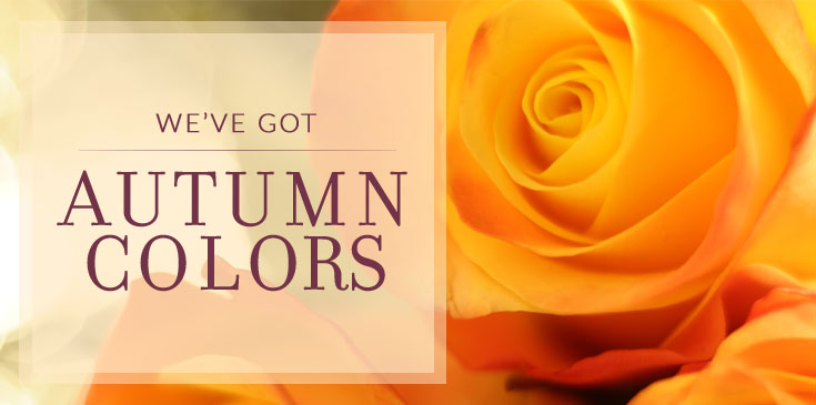 Autumn flowers 