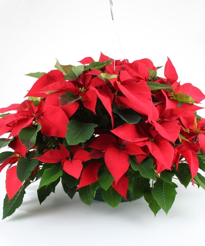 Christmas poinsettias
