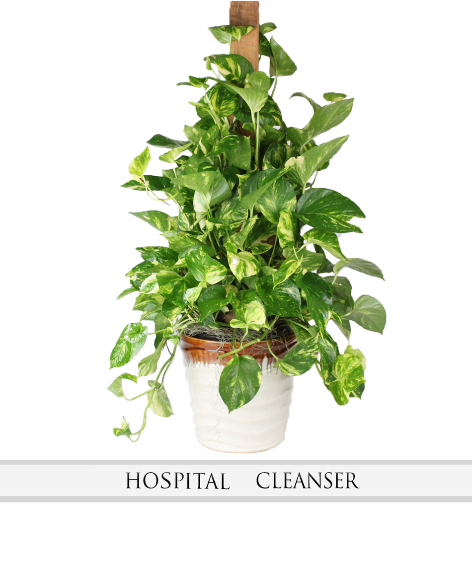 indoor plants