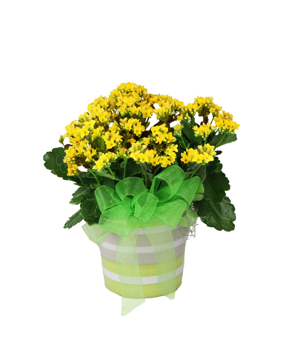 indoor plants
