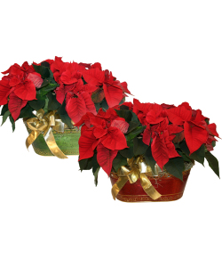 Poinsettia | Holiday Flowers Online