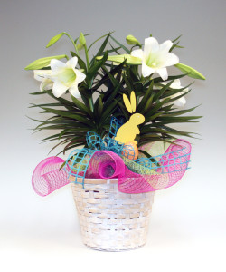 Sweet Easter Lily