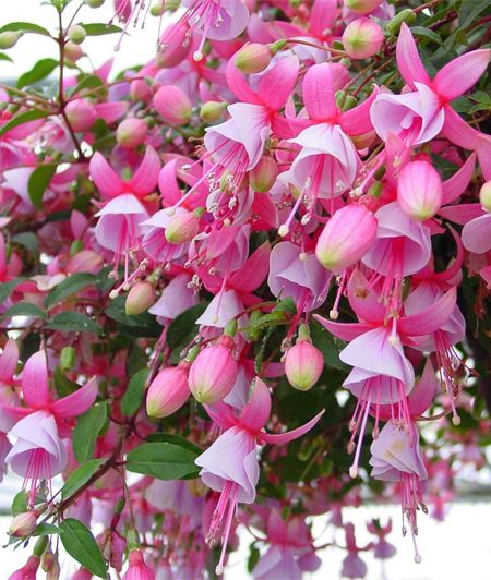 hanging baskets