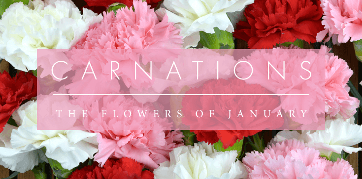 carnations