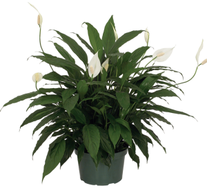 A Blooming Peace Lily by City Line Florist