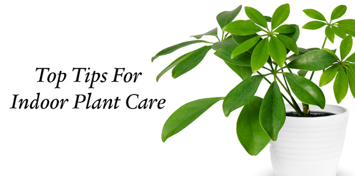 orchid care