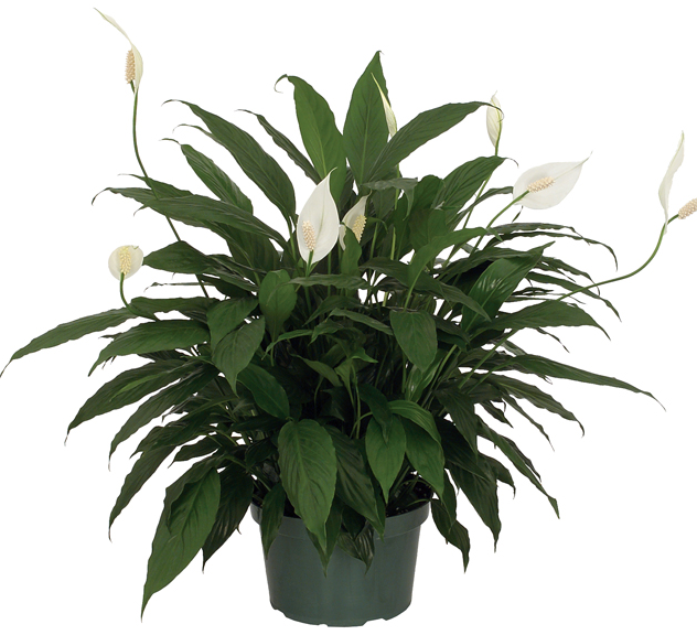 peace lily trumbull
