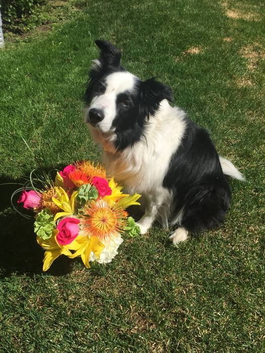 sympathy bouquets for pets