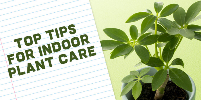 Keeping Indoor Plants Hy And Healthy Bagoy S Florist Home Indoor Plants