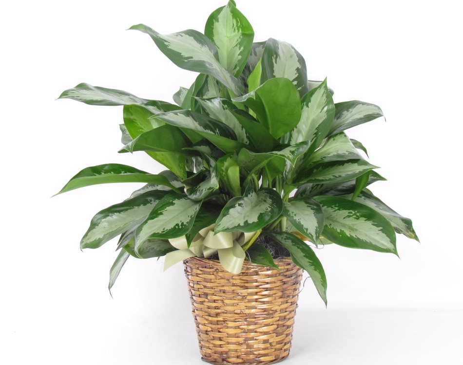 houseplant appreciation