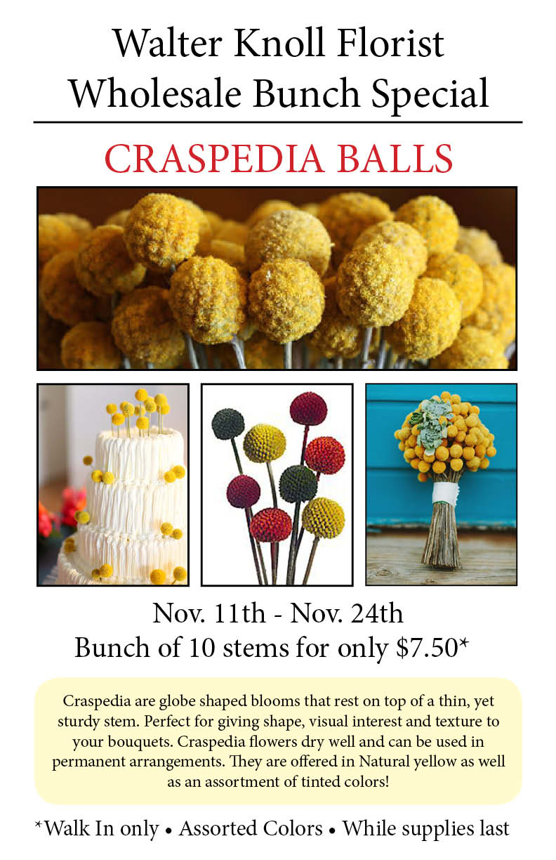 craspedia balls