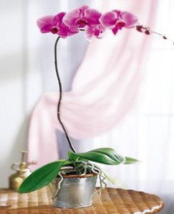 Phaleonopis Orchid 