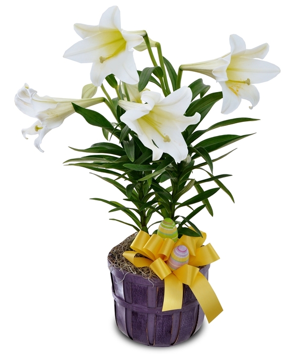 Blooming Easter Lilies
