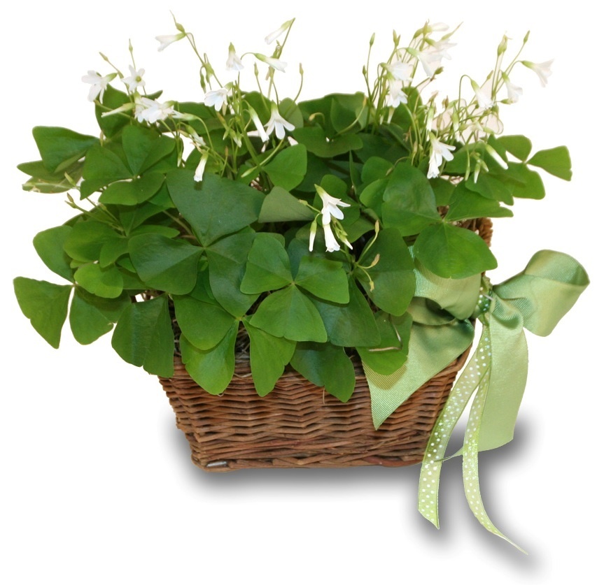 green flowers