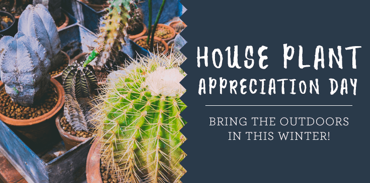 houseplant appreciation