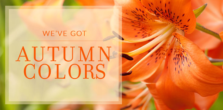 fall flowers
