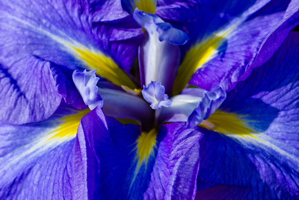 Fourth of July Flowers