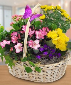 Garden basket Ideas by Gordon Boswell Florist