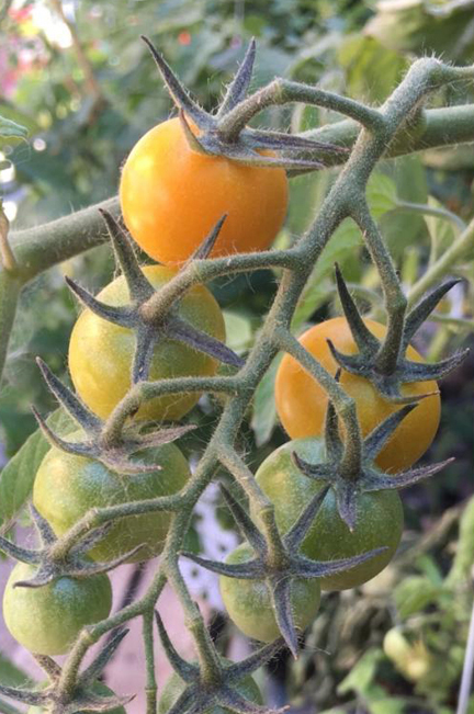 tomatoes-ripening