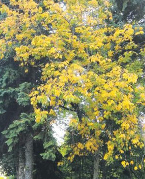 tree-fall-color