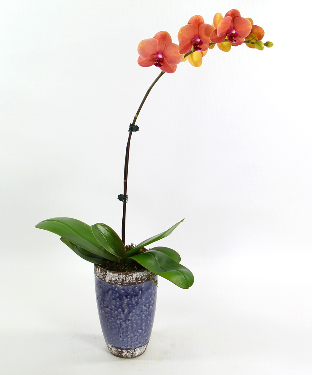 4499 orchid in ceramic 22x5