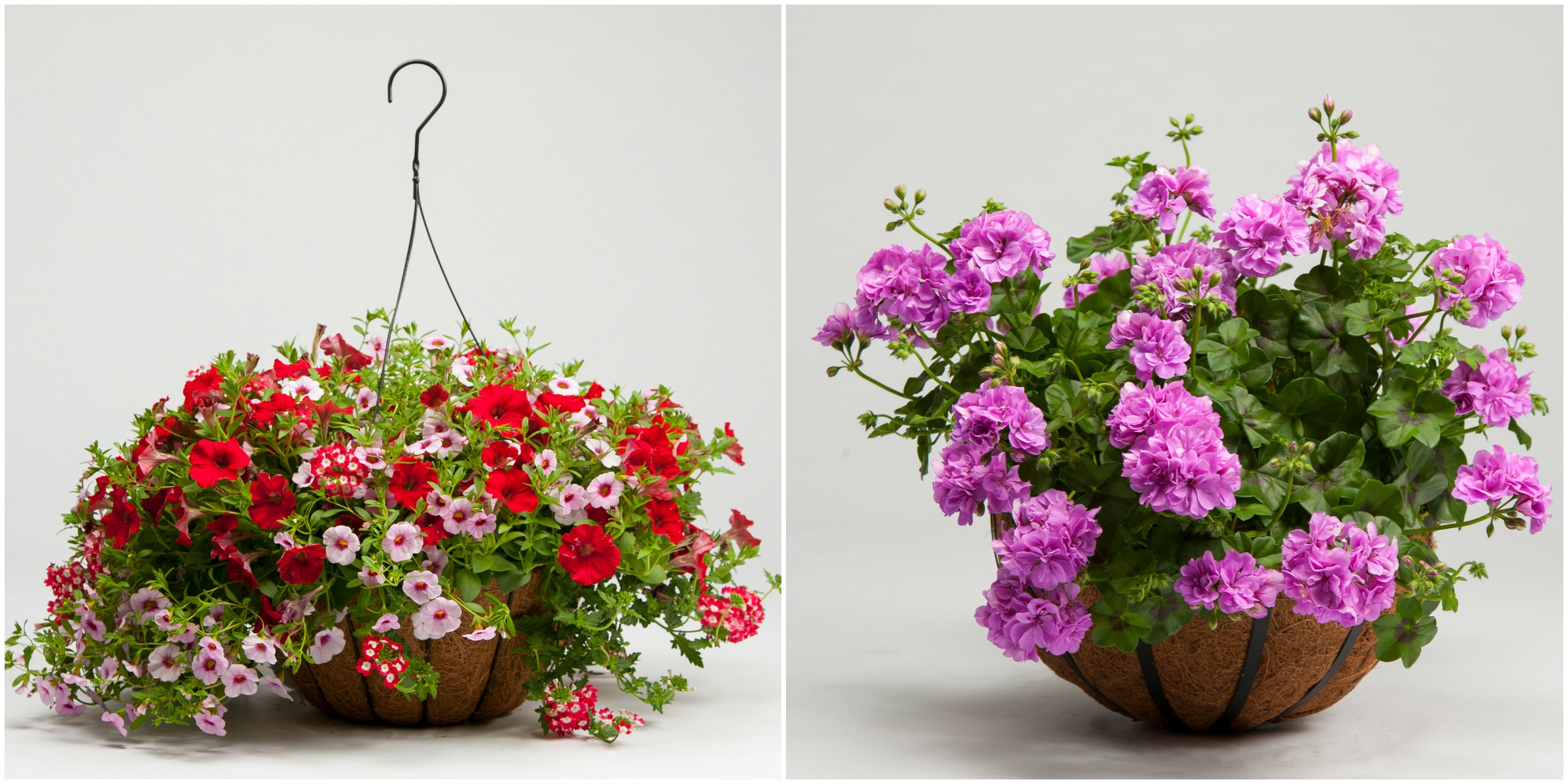 (Left) Mixed Annual Hanging Basket - $65; (Right) Ivy Geranium Basket - $55
