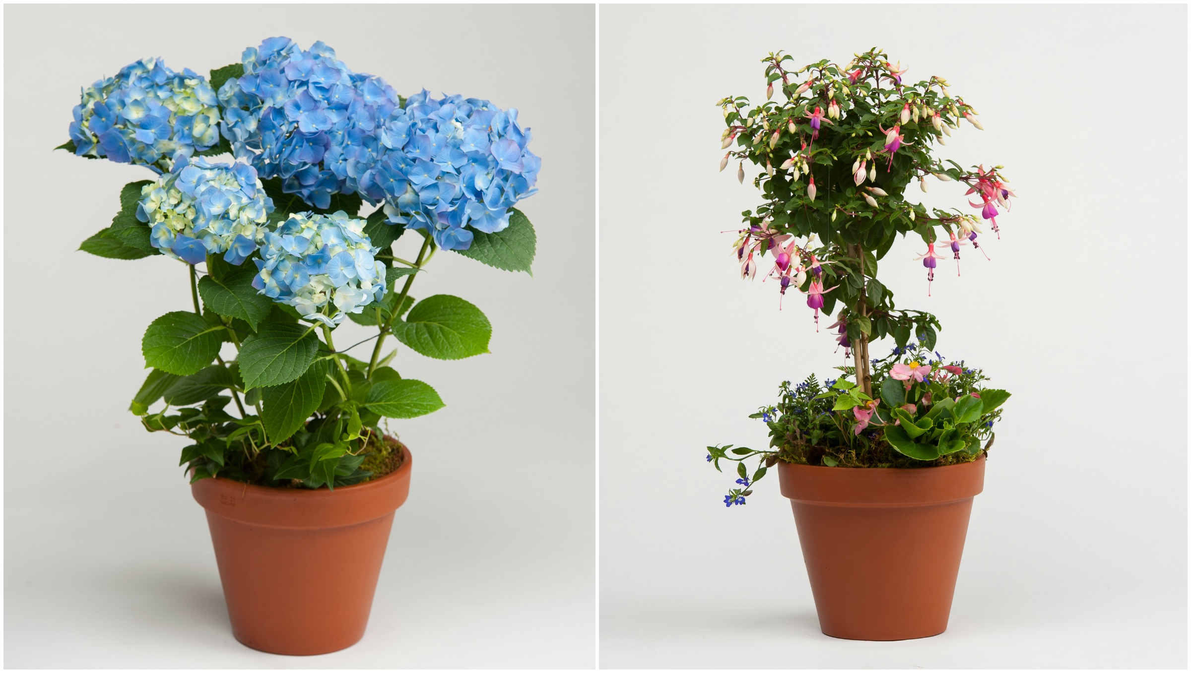 (Left) Blue Hydrangea Plant in a Terracotta Clay Pot - $55; (Right) Fuchsia Topiary Plant with under-planting of Annuals in a Terracotta Clay Pot - $85